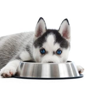 Close up shot of an adorable little Siberian husky puppy with blue eyes lying near his food bowl looking to the camera isolated on white.