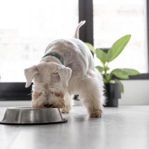 cute-dog-eating-at-home