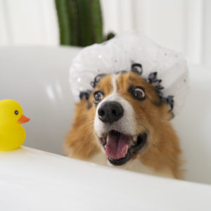 washing-pet-dog-at-home